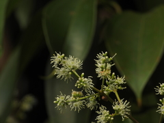 Miconia acuminata