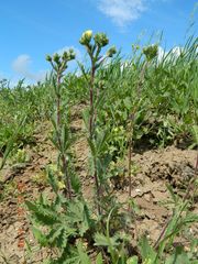 Potentilla astracanica