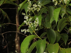 Miconia acuminata