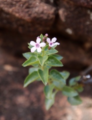Teedia pubescens