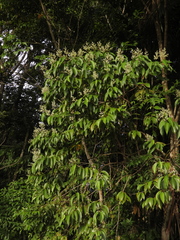 Miconia acuminata