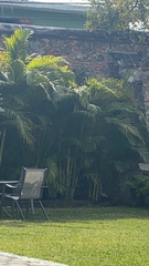 Dypsis lutescens