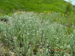 Anthemis ruthenica