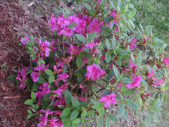 Rhododendron