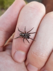 Artoriopsis expolita