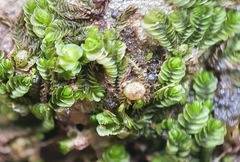 Southbya tophacea