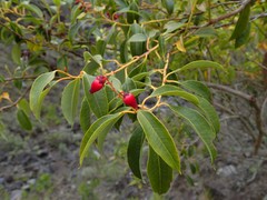 Agarista salicifolia