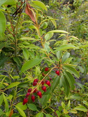 Agarista salicifolia