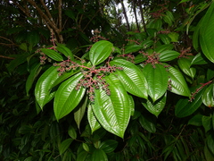 Miconia affinis