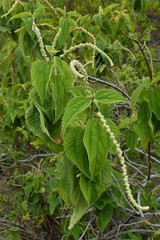 Boehmeria macrophylla