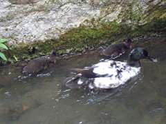 Anas platyrhynchos domesticus