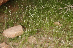 Crassula dentata