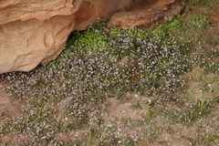Crassula dentata