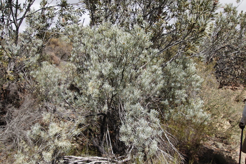 Image of Leucadendron meyerianum by (c) Tony Rebelo, some rights reserved (CC BY-SA)