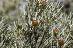 Leucadendron meyerianum