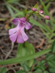 Cynorkis purpurascens