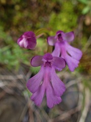 Cynorkis purpurascens