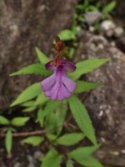 Cynorkis purpurascens