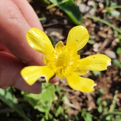 Ranunculus bullatus