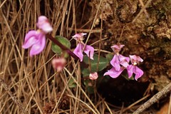 Disperis cordata
