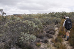 Leucadendron meyerianum