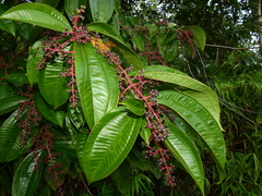 Miconia affinis