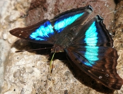 Doxocopa laurentia cherubina
