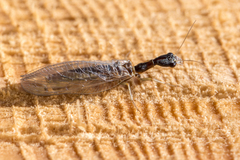 Raphidiinae