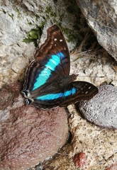 Doxocopa laurentia cherubina