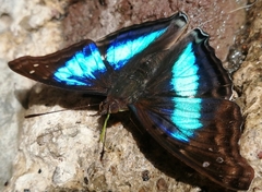 Doxocopa laurentia cherubina