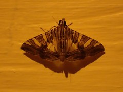 Glyphodes shafferorum