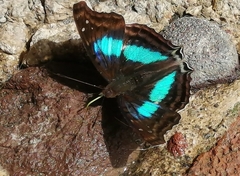 Doxocopa laurentia cherubina