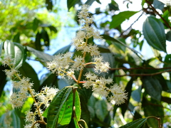 Miconia affinis