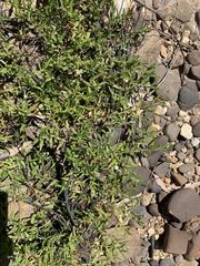 Persicaria prostrata