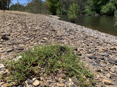 Persicaria prostrata