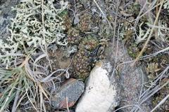 Phaeorrhiza sareptana