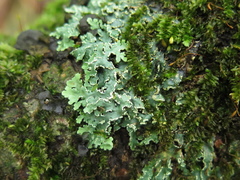 Heterodermia albicans