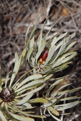 Protea acuminata