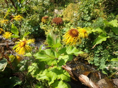Inula magnifica