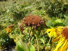 Inula magnifica