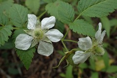 Rubus fraxinifolius