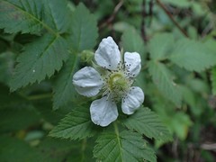 Rubus fraxinifolius