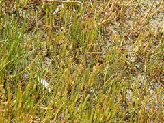 Salicornia tegetaria