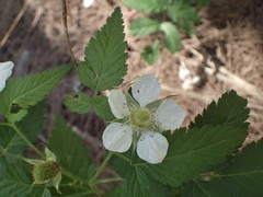 Rubus fraxinifolius