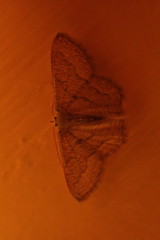 Scopula minorata