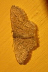 Scopula minorata