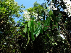 Miconia affinis