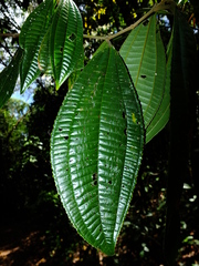 Miconia affinis