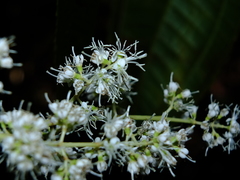 Miconia affinis