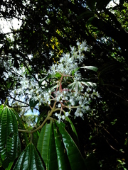 Miconia affinis